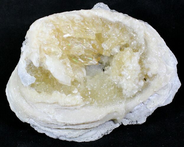 Calcite Crystal Filled Fossil Clam - Fluoresces Under UV #26849